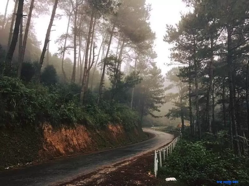 Đường đi rừng thông yên minh